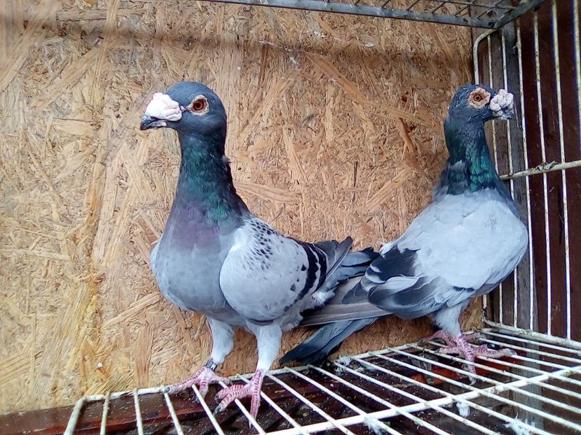 M 2013 H.-F 2016. - V-Pentru matca--2019 -2019-2019