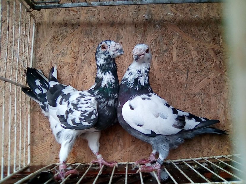 Masc..2014..H. - V-Pentru matca--2019 -2019-2019