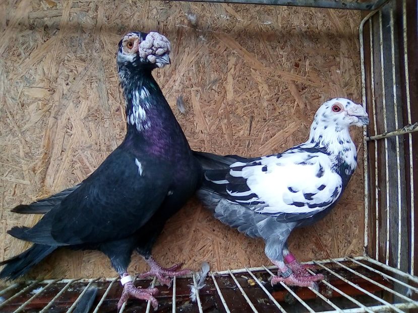 Masc..2014..H. - V-Pentru matca--2019 -2019-2019