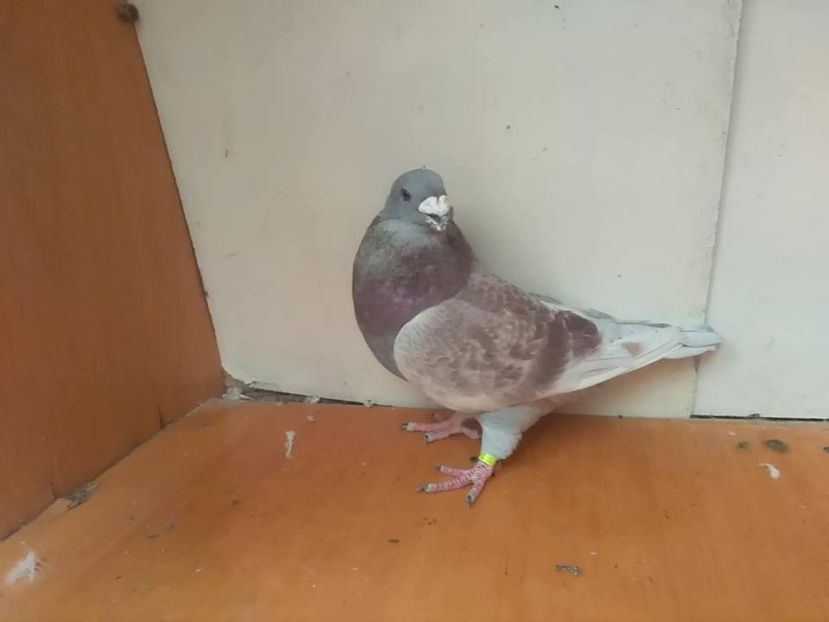 M 2017 - Porumbei  vinduti