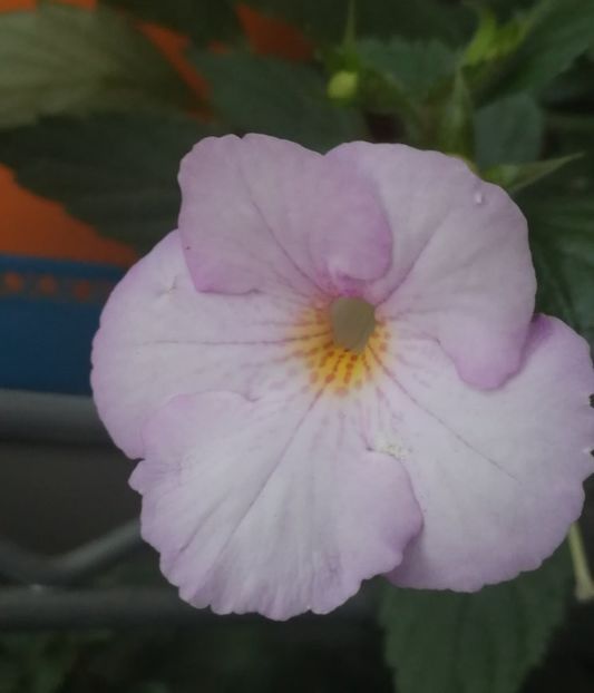  - Achimenes 2018
