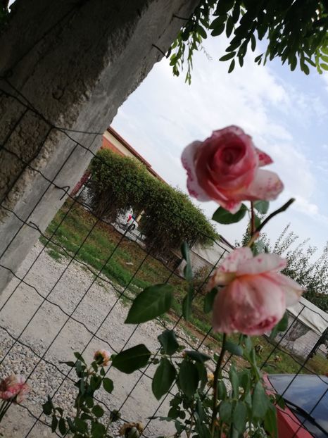  - Gradina septembrie 2018