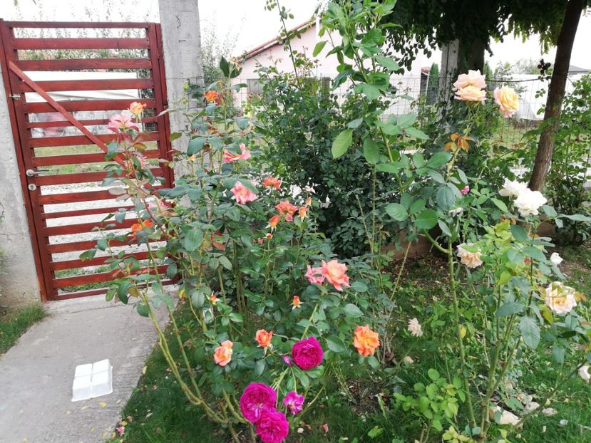  - Gradina septembrie 2018
