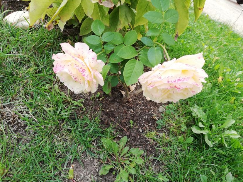  - Gradina septembrie 2018