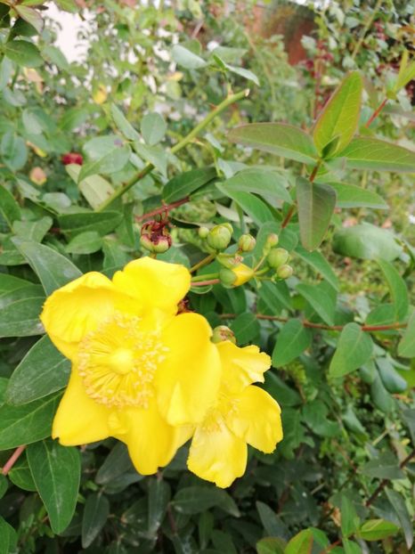  - Gradina septembrie 2018
