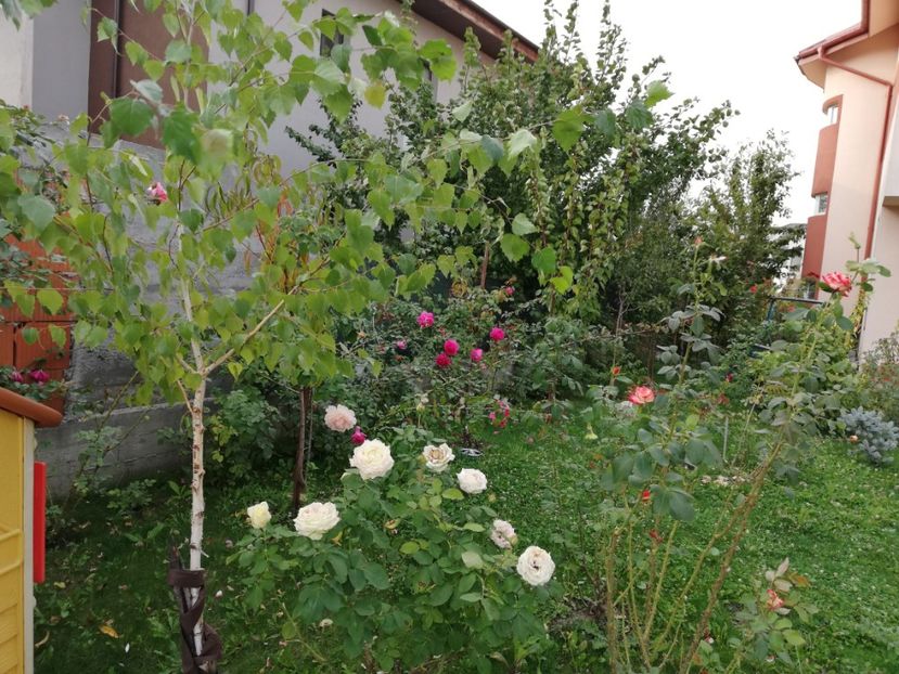  - Gradina septembrie 2018