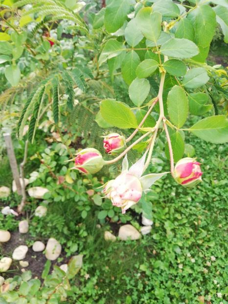  - Gradina septembrie 2018