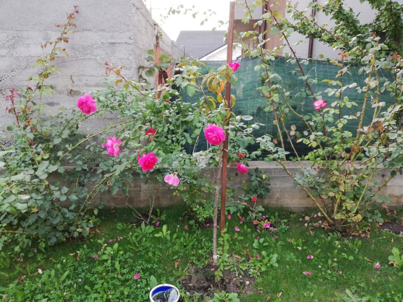  - Gradina septembrie 2018