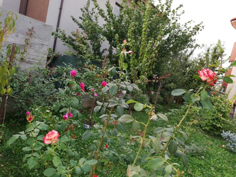  - Gradina septembrie 2018