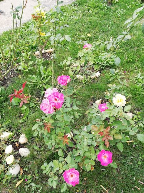  - Gradina septembrie 2018