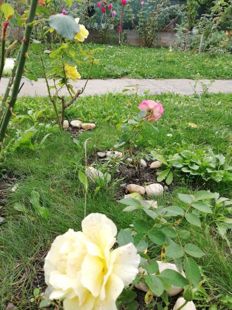  - Gradina septembrie 2018