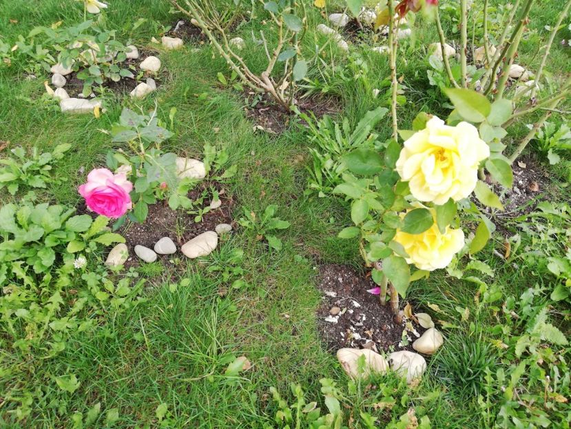  - Gradina septembrie 2018