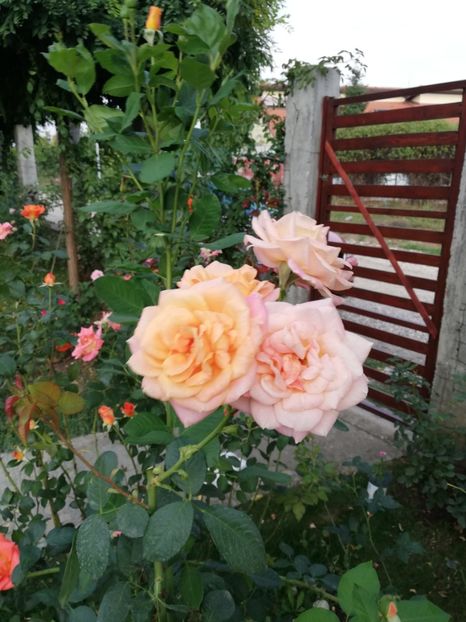  - Gradina septembrie 2018