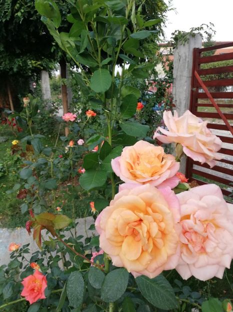  - Gradina septembrie 2018