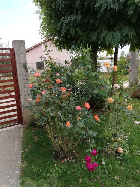  - Gradina septembrie 2018