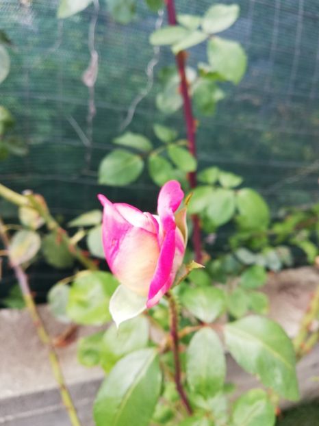  - Gradina septembrie 2018