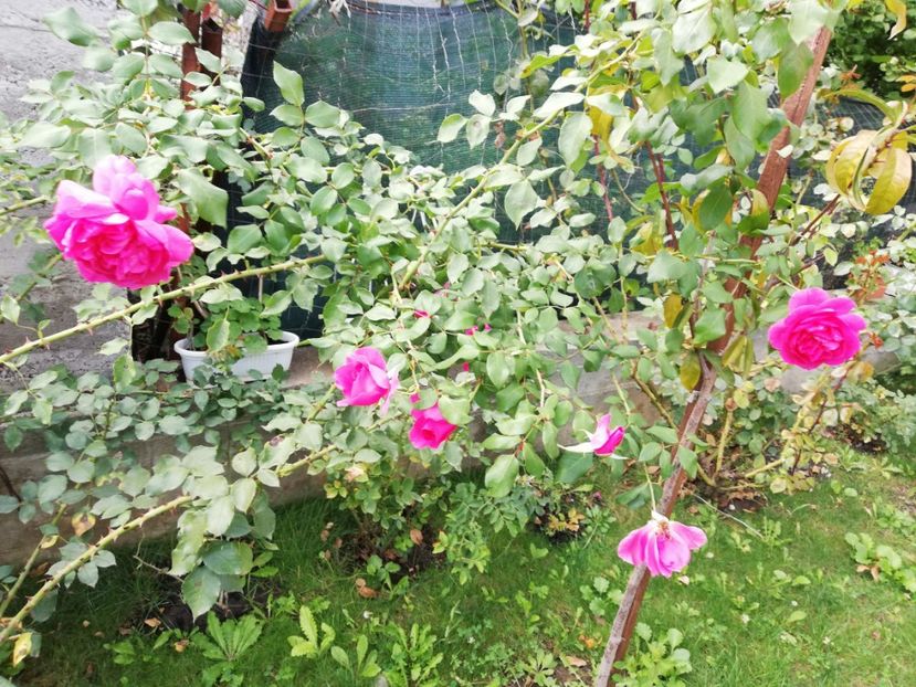  - Gradina septembrie 2018