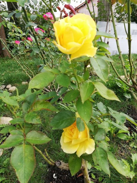  - Gradina septembrie 2018