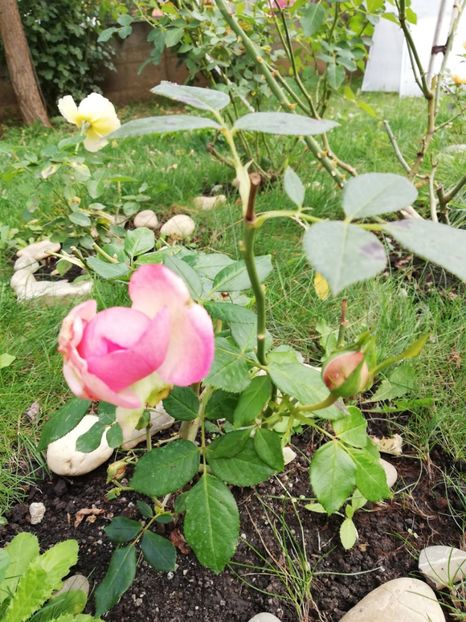  - Gradina septembrie 2018