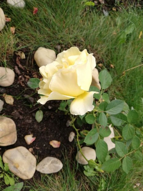  - Gradina septembrie 2018