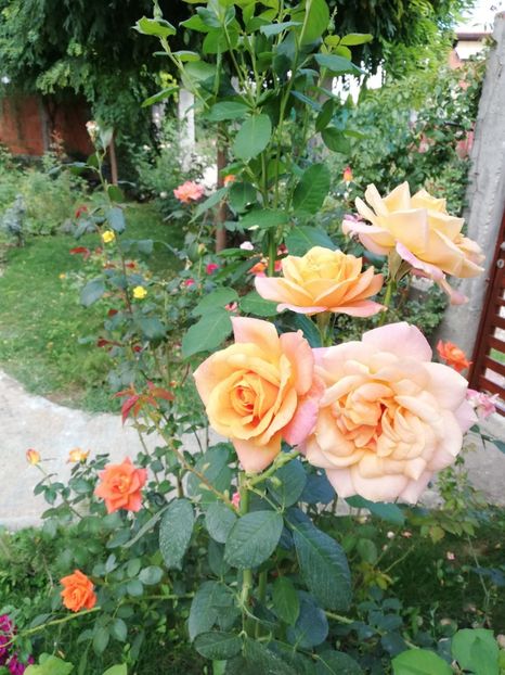  - Gradina septembrie 2018