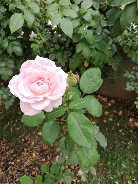  - Gradina septembrie 2018