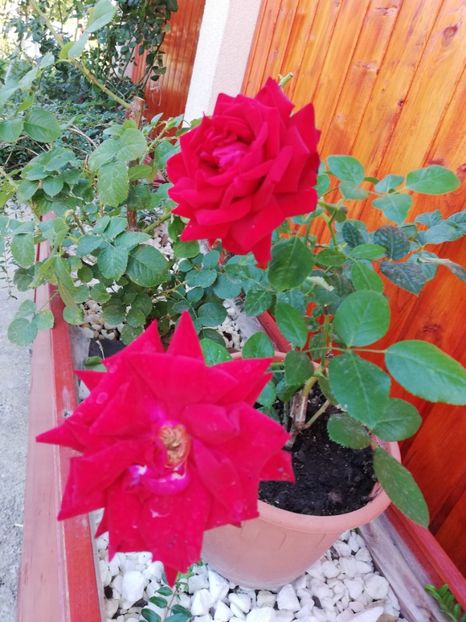  - Gradina septembrie 2018