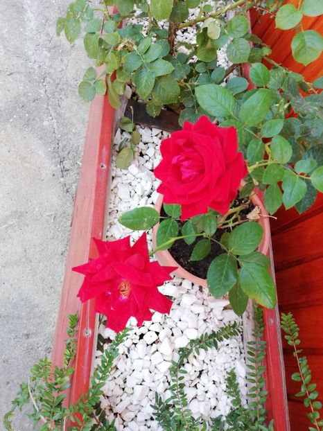  - Gradina septembrie 2018