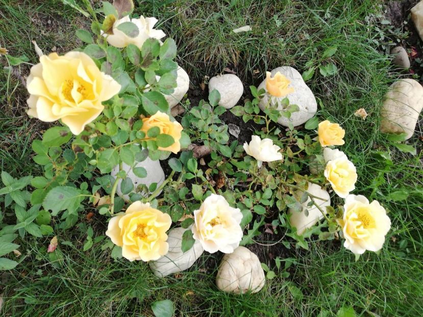  - Gradina septembrie 2018