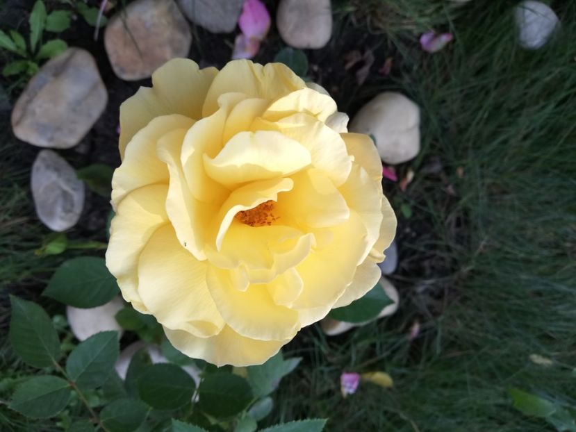  - Gradina septembrie 2018