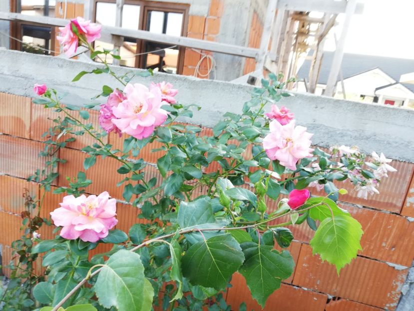  - Gradina septembrie 2018