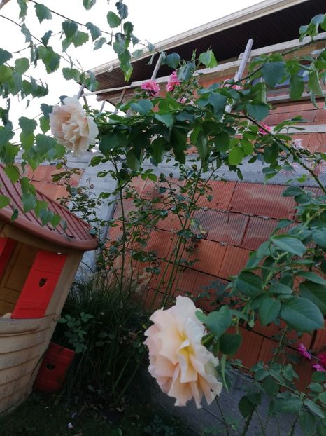  - Gradina septembrie 2018