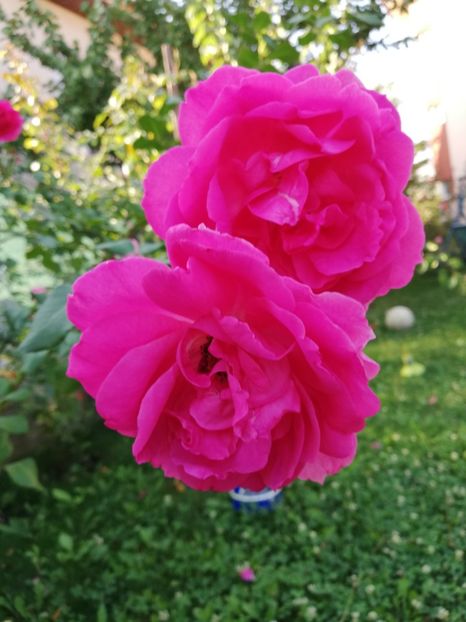  - Gradina septembrie 2018