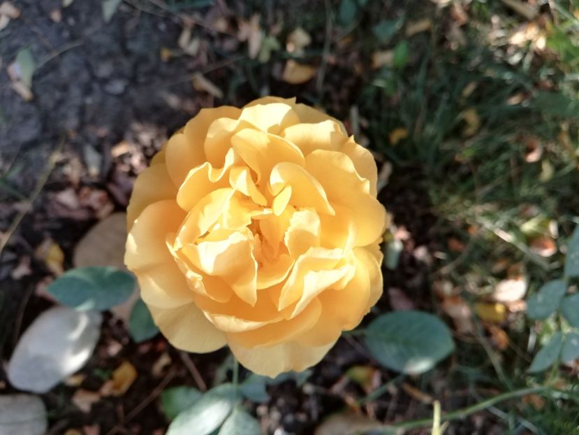  - Gradina septembrie 2018