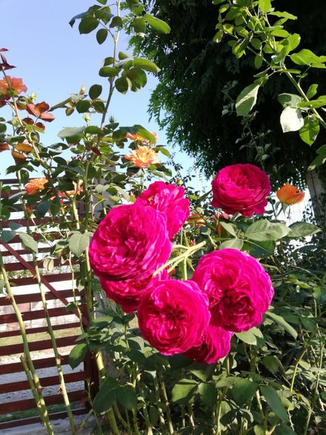  - Gradina septembrie 2018