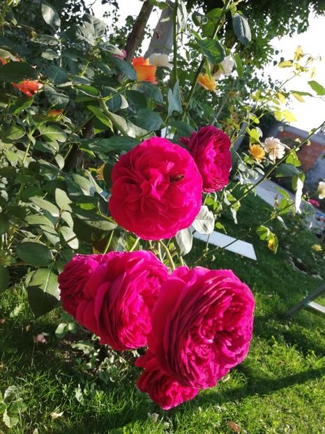  - Gradina septembrie 2018