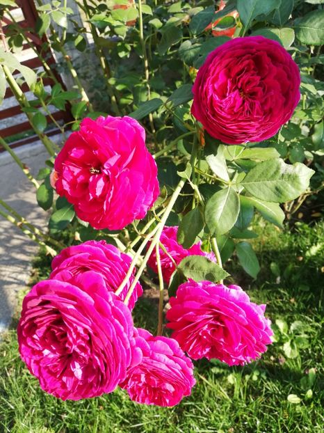  - Gradina septembrie 2018