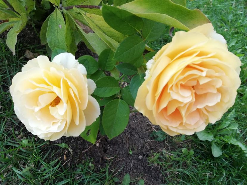  - Gradina septembrie 2018