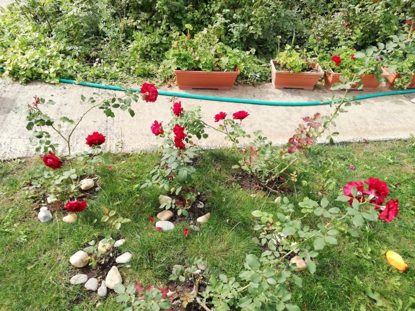  - Gradina septembrie 2018