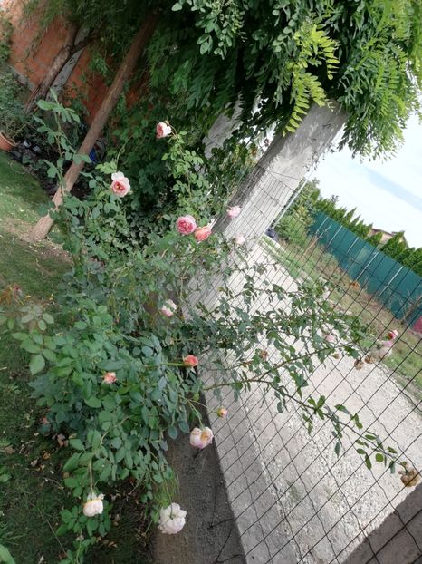  - Gradina septembrie 2018