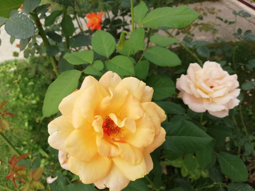  - Gradina septembrie 2018