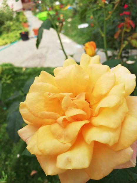  - Gradina septembrie 2018