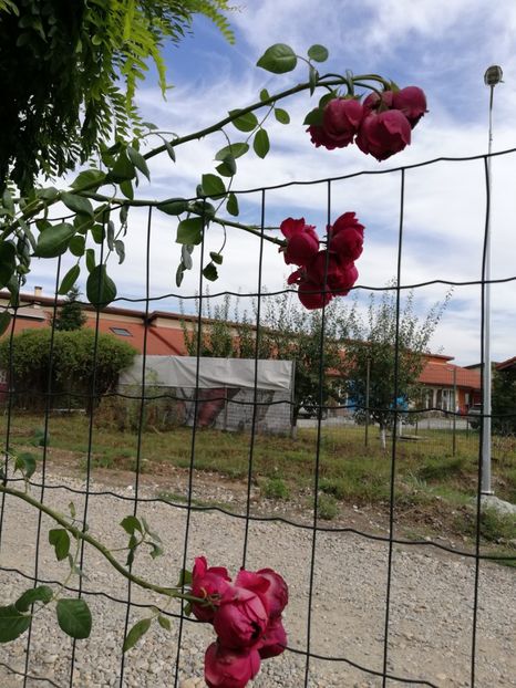  - Gradina septembrie 2018