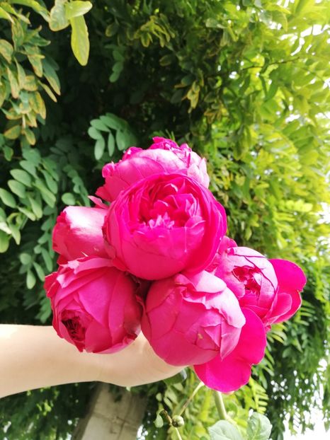  - Gradina septembrie 2018