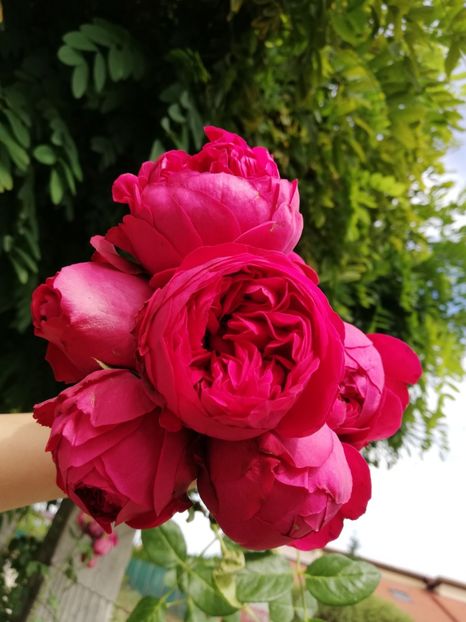  - Gradina septembrie 2018