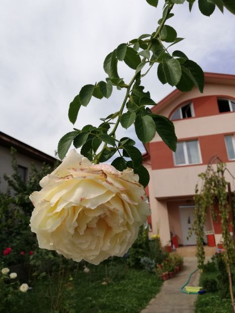  - Gradina septembrie 2018