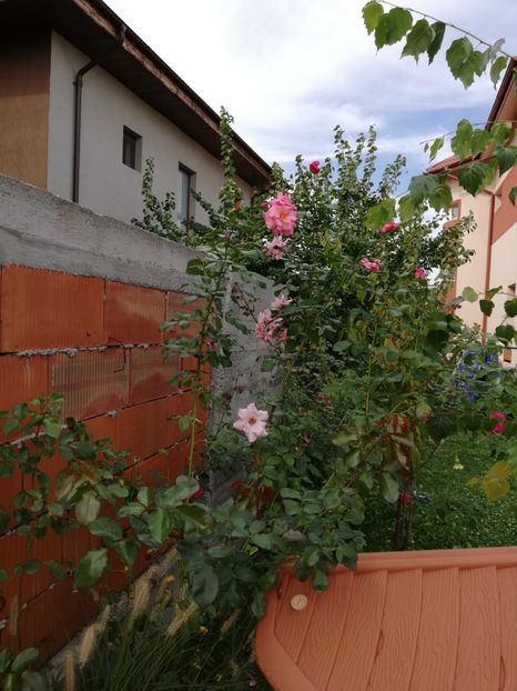  - Gradina septembrie 2018