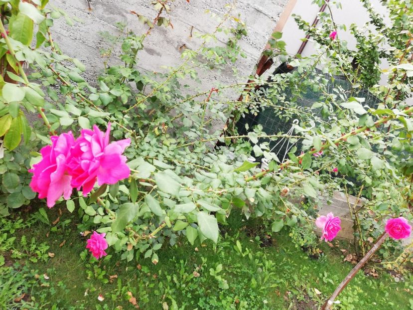  - Gradina septembrie 2018