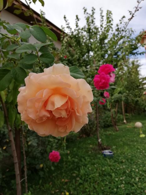  - Gradina septembrie 2018