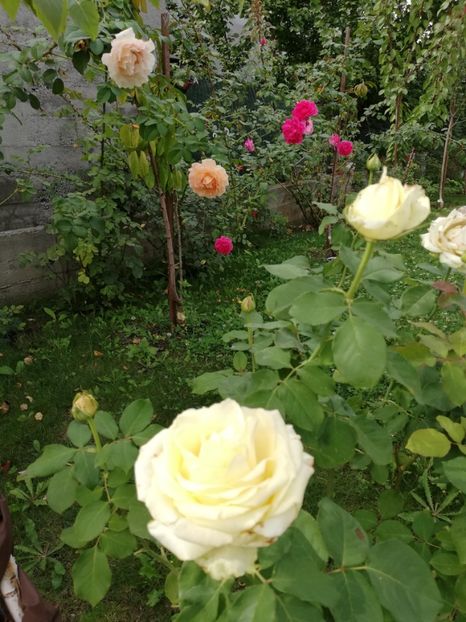  - Gradina septembrie 2018